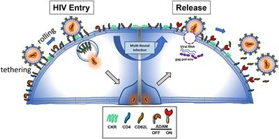 The Role of L-Selectin in HIV Infection